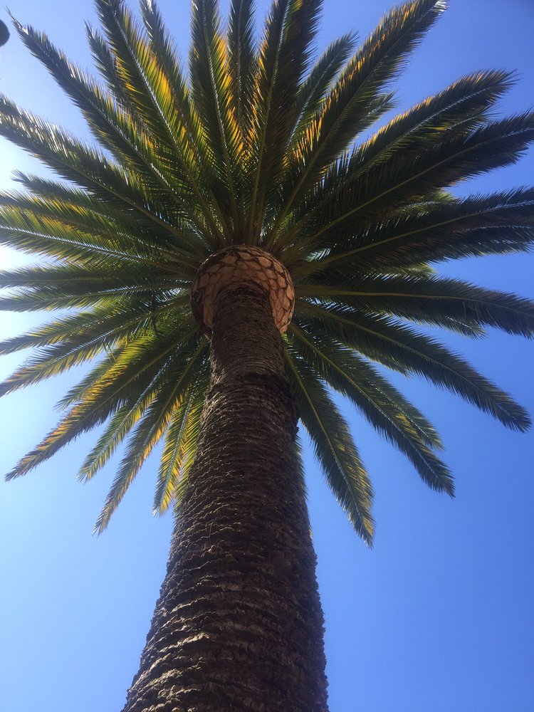 Evergreen Tree & Gardening Service